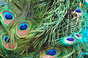 Kimberly Gonzales - Peacock Feathers