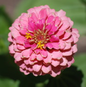 Kimberly Gonzales - Pink Mum