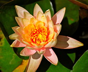 Kimberly Gonzales - Bright Lily original