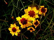 Kimberly Gonzales - Bright Wildflowers