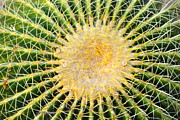 Kimberly Gonzales - Cactus Burst
