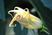 Kimberly Gonzales - Flower Spiral