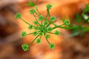 Kimberly Gonzales - Green Starburst