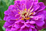 Kimberly Gonzales - Macro Mum