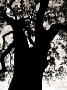 Kimberly Gonzales - Mighty Tree