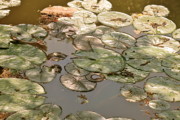 Kimberly Gonzales - Muted Lilypads