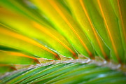 Kimberly Gonzales - Neon Palm