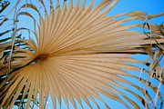 Kimberly Gonzales - Palm Burst