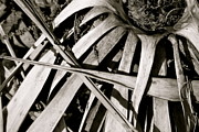 Kimberly Gonzales - Palm Contrasts