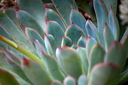 Kimberly Gonzales - Pink and Green Succulent
