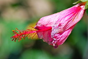 Kimberly Gonzales - Pink Hibiscus