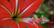 Kimberly Gonzales - Red and White