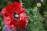 Kimberly Gonzales - Red Poppy