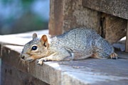 Kimberly Gonzales - Squirrel Friend1