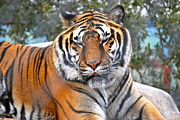 Kimberly Gonzales - Tiger