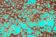 Kimberly Gonzales - Turquoise Rust1