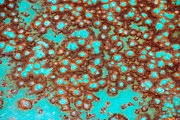 Kimberly Gonzales - Turquoise Rust2