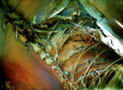 Kimberly Gonzales - Visceral